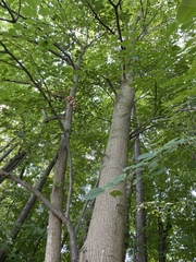 Tilia americana americana