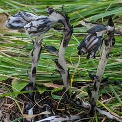 Monotropa