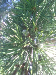 Cedrus deodara