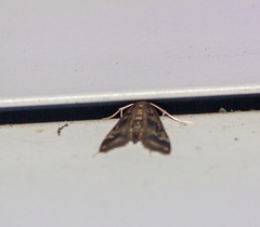 Parapoynx obscuralis