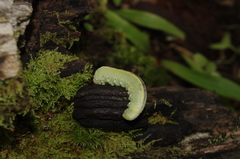 Cimbex femoratus