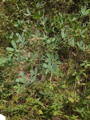 Baptisia alba macrophylla