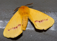 Stenoglene rosea