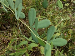 Baptisia alba macrophylla