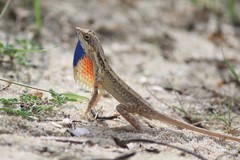 Sitana marudhamneydhal