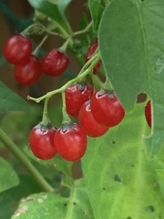 Magnoliopsida