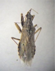 Nabis punctipennis