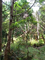 Rhododendron pseudochrysanthum