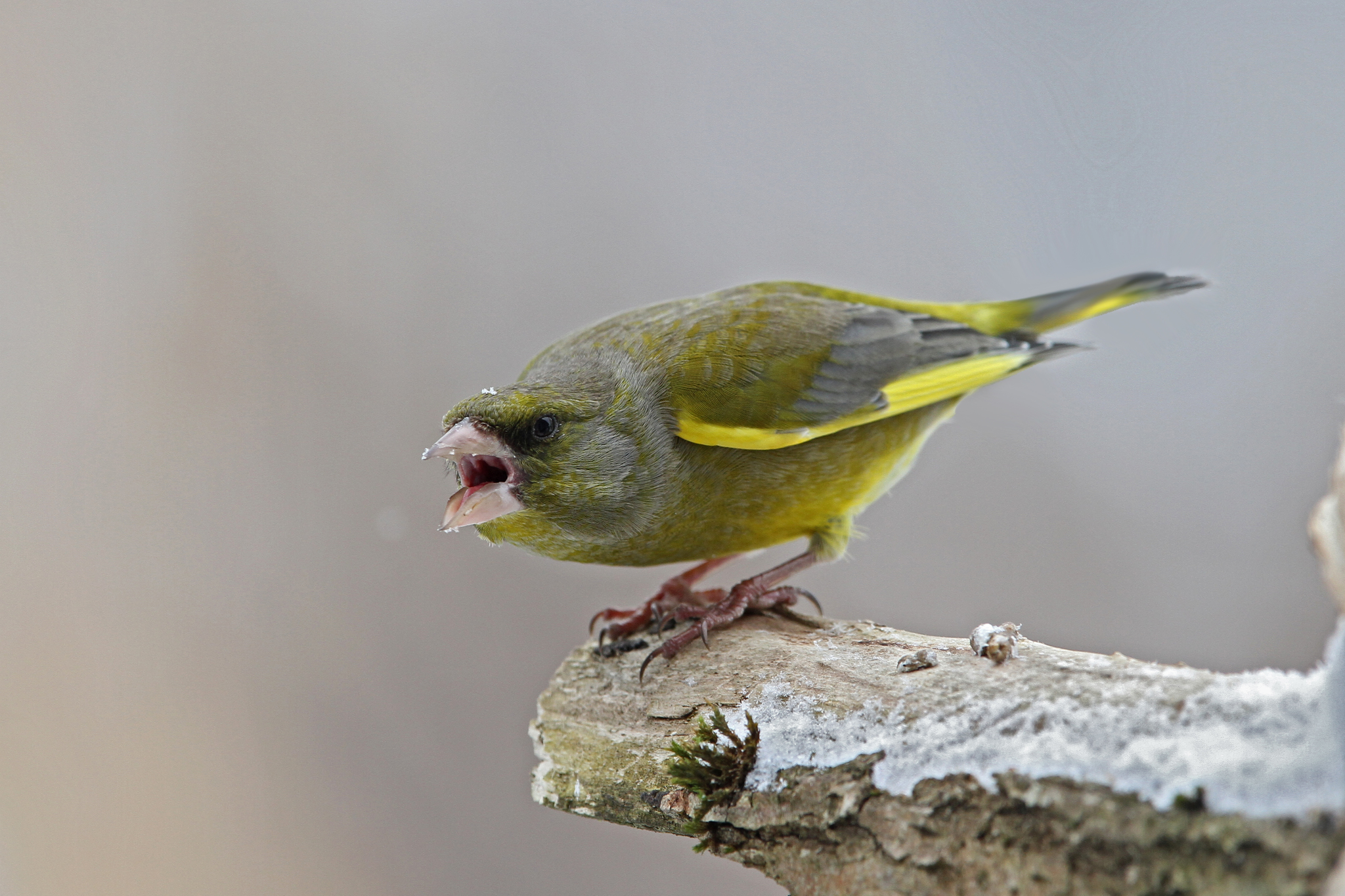 European Greenfinch (Chloris chloris)