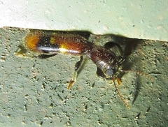 Priocera castanea