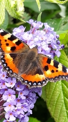 Aglais urticae