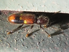 Priocera castanea