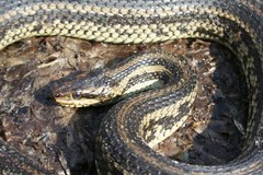 Nerodia clarkii clarkii