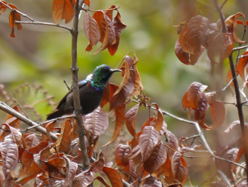 Orange-tufted Sunbird (Cinnyris bouvieri), photo 7
