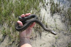 Nerodia clarkii clarkii