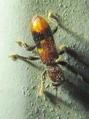 Priocera castanea
