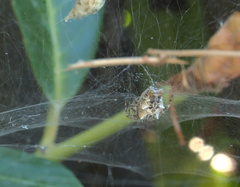 Cyrtophora citricola