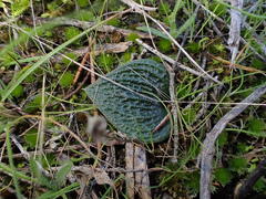 Eriochilus cucullatus