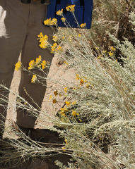 Ericameria nauseosa hololeuca