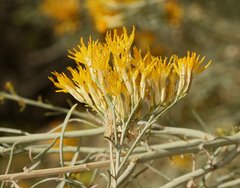 Ericameria nauseosa hololeuca