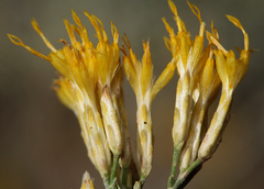 Ericameria nauseosa hololeuca