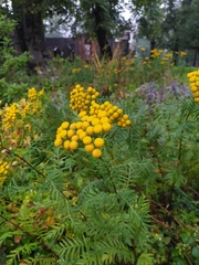 Tanacetum vulgare