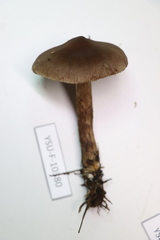 Cortinarius brunneus
