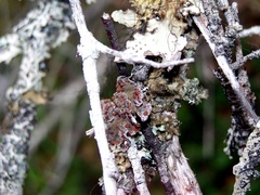Image of Erioderma pedicellatum
