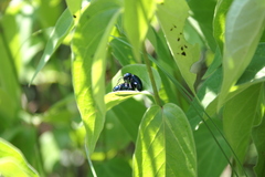 Chrysochus asclepiadeus