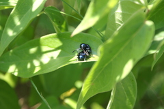 Chrysochus asclepiadeus