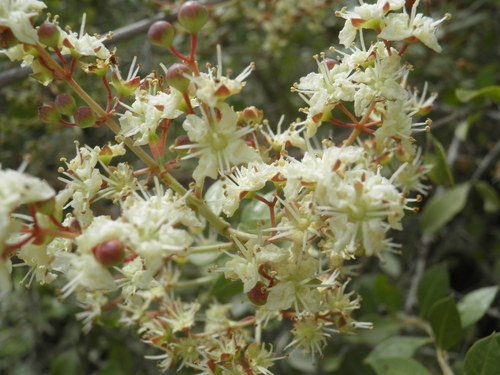 Lawsonia inermis iNat (1)
