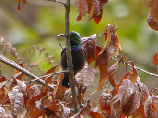 Orange-tufted Sunbird (Cinnyris bouvieri), photo 8