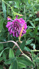 Trifolium medium