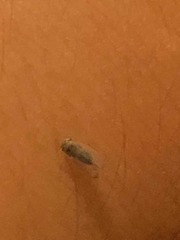 Cicadellidae