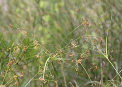 Rhynchospora inundata