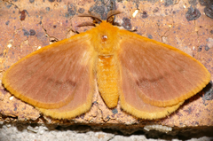 Stenoglene rosea