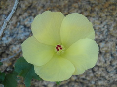 Hibiscus ribifolius