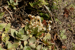 Crassula lactea