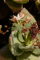 Crassula lactea