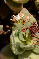 Crassula lactea