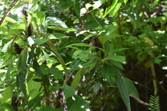 Barleria oenotheroides