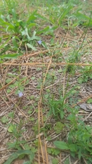 Wahlenbergia marginata