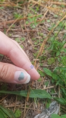 Wahlenbergia marginata