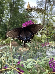 Papilio glaucus