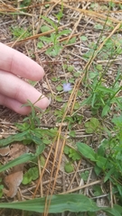 Wahlenbergia marginata