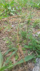 Wahlenbergia marginata
