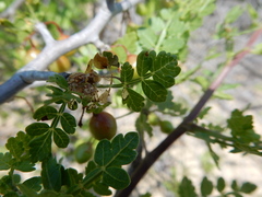 Bursera littoralis