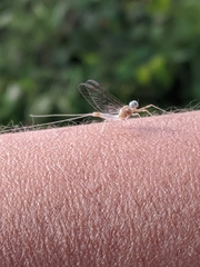 Maccaffertium modestum