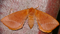 Stenoglene obtusa