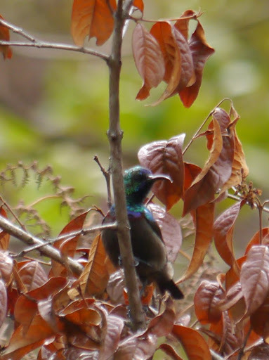 Orange-tufted Sunbird (Cinnyris bouvieri), photo 9